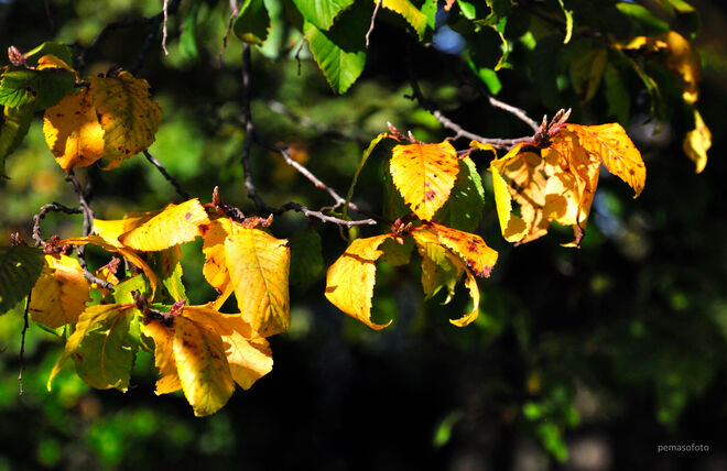 "Buche Blätter in gold"