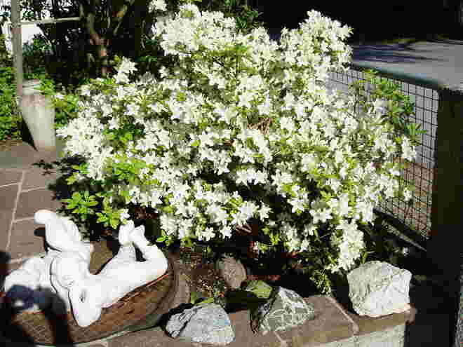 Azalee im Frühling