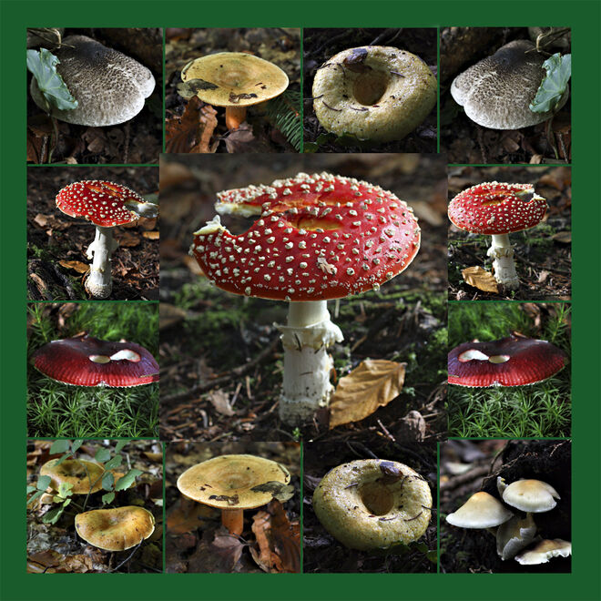 Die Pilze vom Wald nebenan