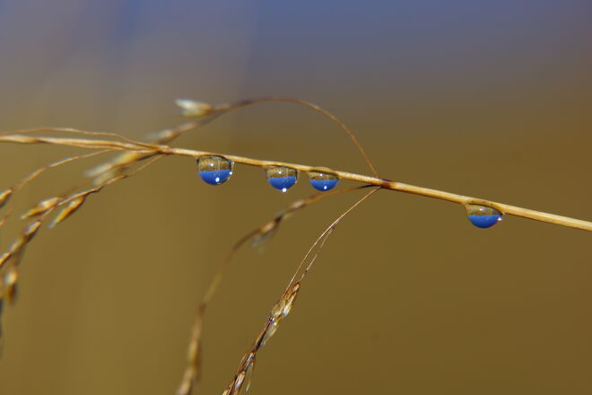 Die Gebirgswelt vom Glockner spiegelt sich in den Tropfen