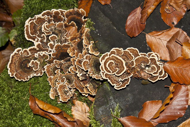 Porlinge am Mühlstein