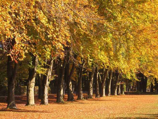 Dies ist ein Herbsttag....