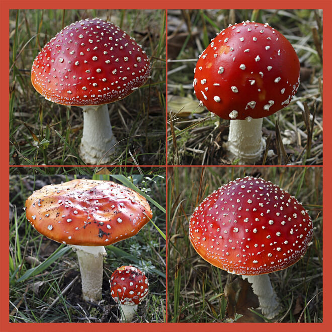 Fliegenpilze vom Egelsee 1