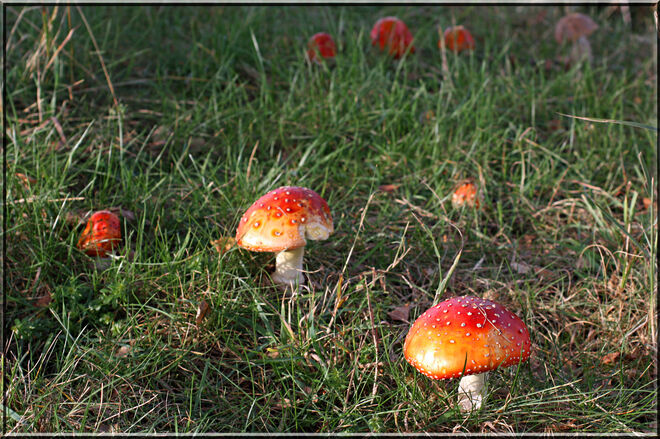Fliegenpilze vom Egelsee 2