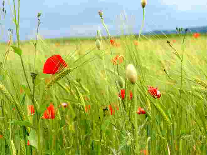 Getreidefeld mit Mohn