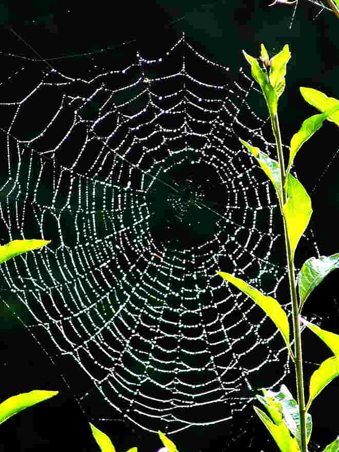Spinnennetz am Morgen