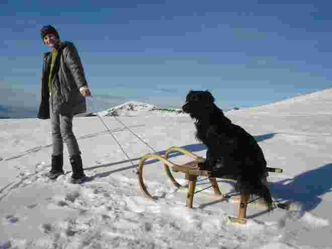 "Schlittenhund"