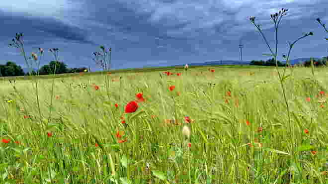 Getreidefeld mit Mohn