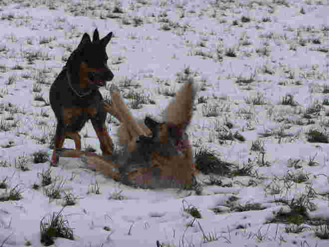 Winterfreude