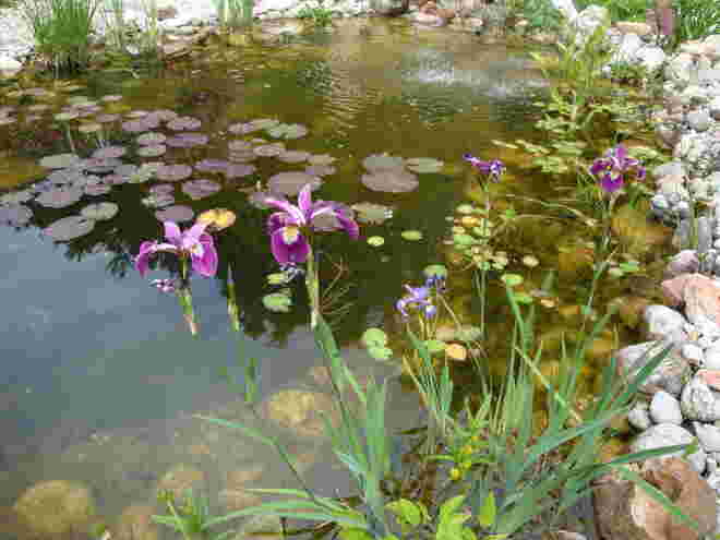 Traudis Garten