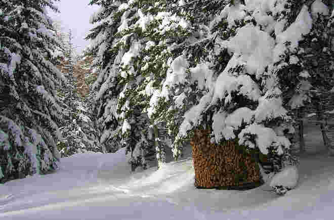 Winterwald