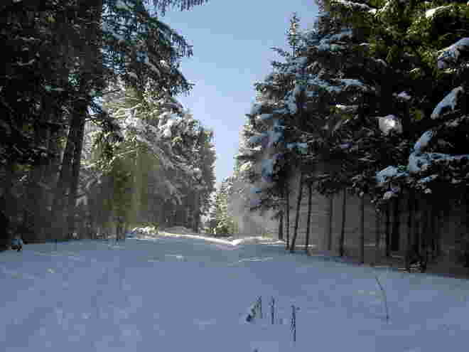 Winterwald