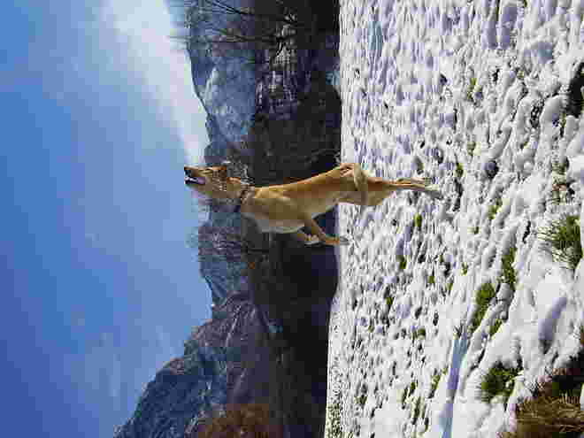 Luna beim Schneeballfangen