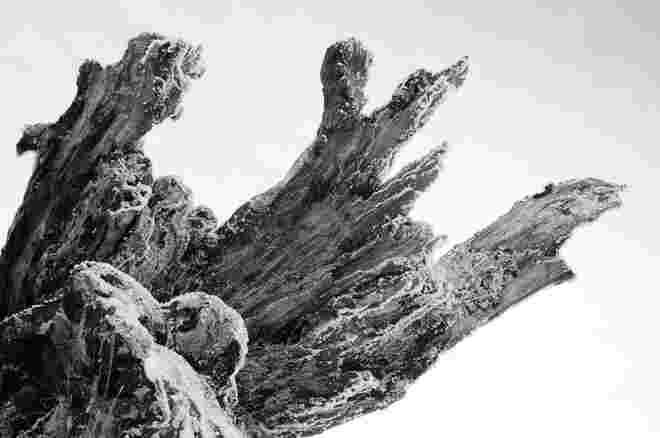 Kaiserbuche im Frost