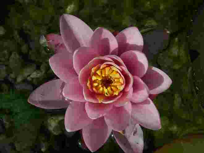 Heuer die erste offene Seerose auf