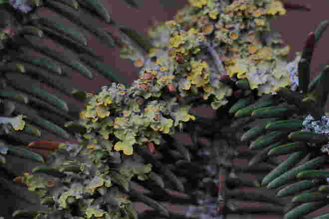 Flechtenschmuck