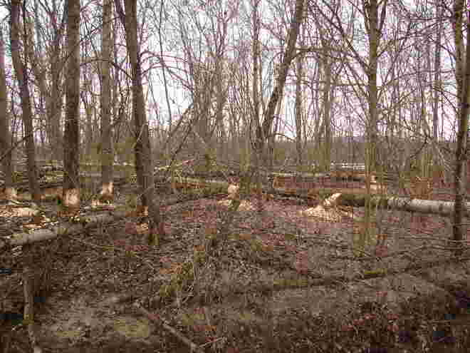 Holzknecht der Natur 1