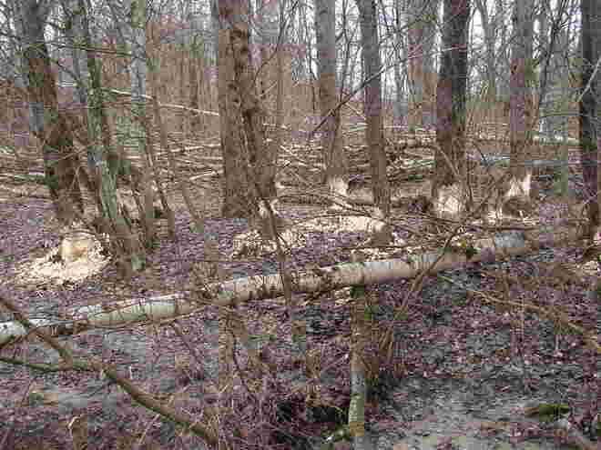 Holzknecht der Natur 2