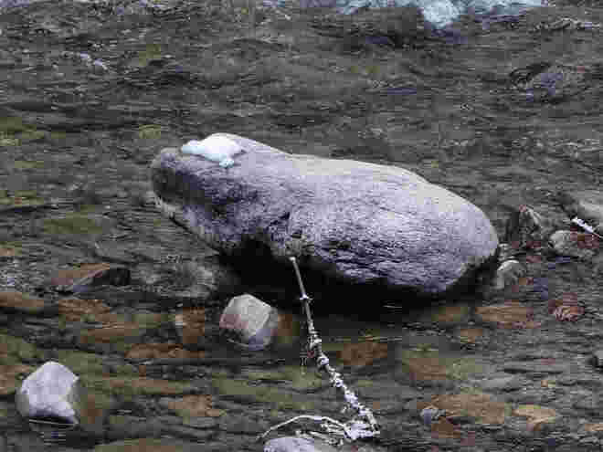 Das ist kein Frosch