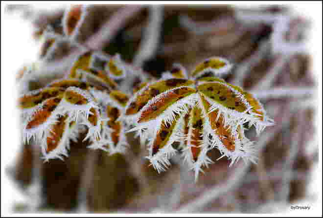Verzaubernder Raureif