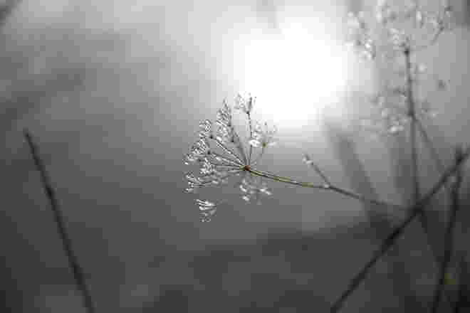 eisblume im salzkammergut