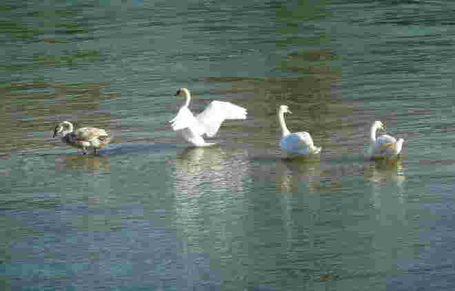 Leben im Wasser...