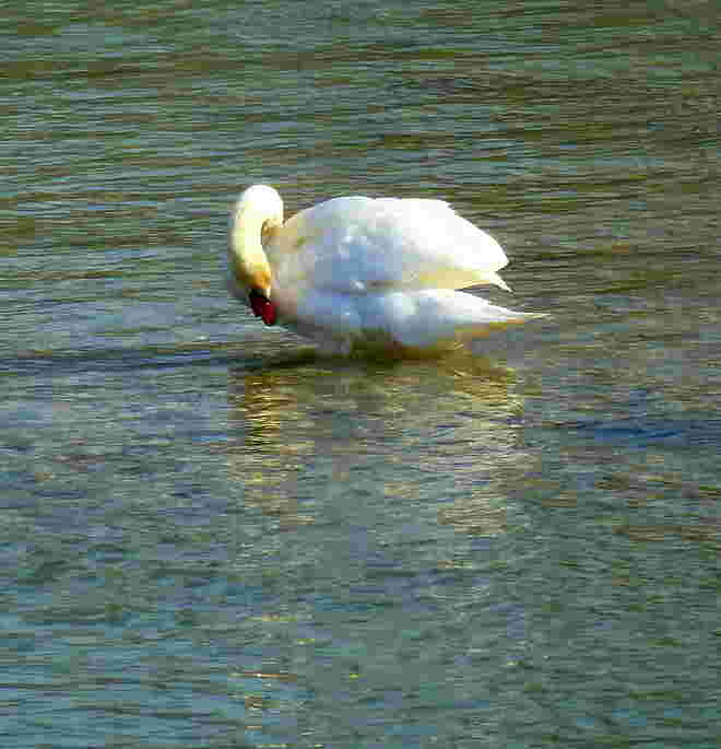 der Schwan...