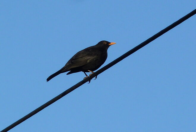 Amsel