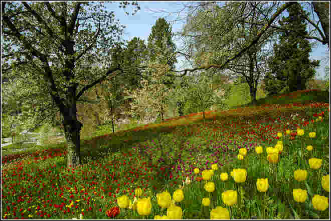 Mainau_1
