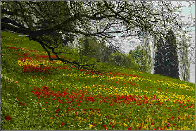 Mainau_2
