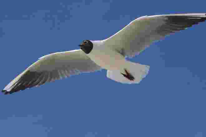Möwe im Flug