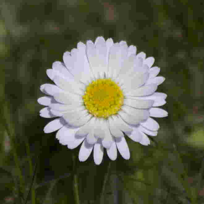 Gänseblümchen
