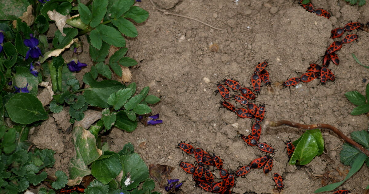 " Ringelpiez mit Anfassen!" FOTOBLOG SN.at