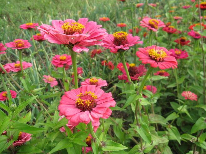 Zinnien...