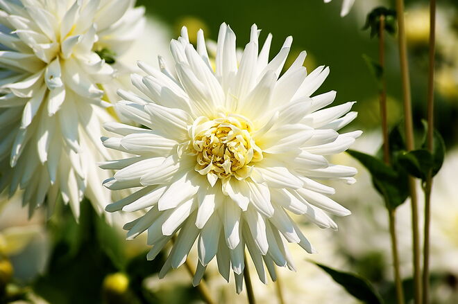 Edel wirkt die Dahlie in weiß