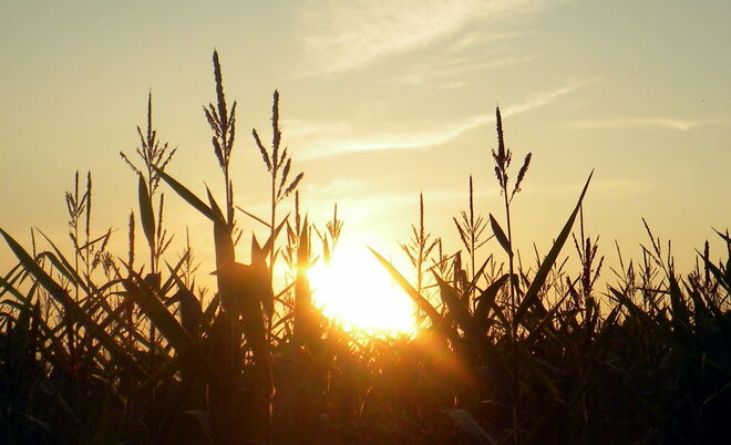Sonnenuntergang über dem Maisfeld