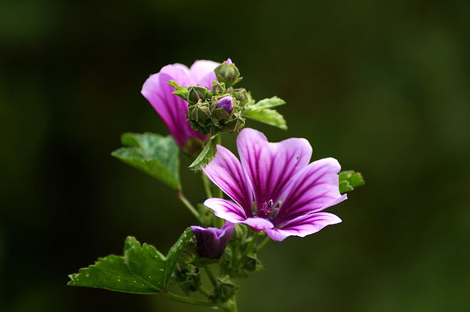 Malvenblüte