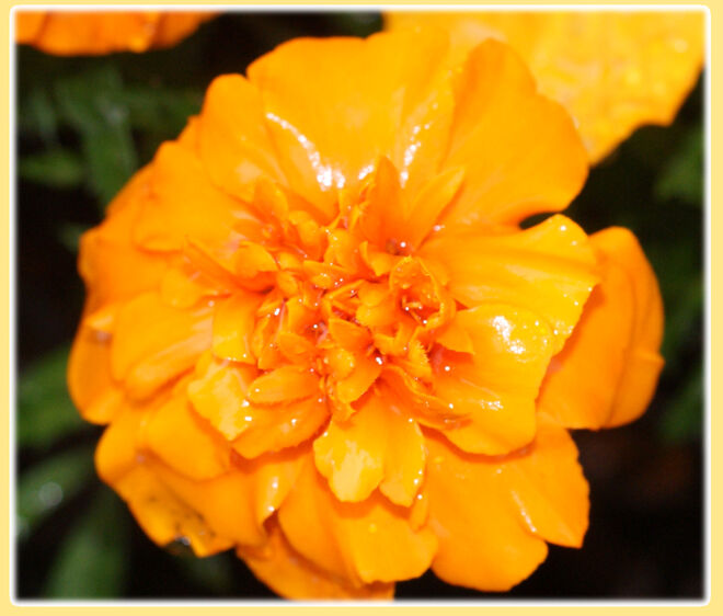 Blumen u. Blüten im Regen1