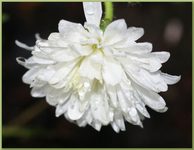 Blumen u. Blüten im Regen 2