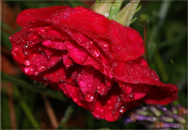 Blumen u. Blüten im Garten 5