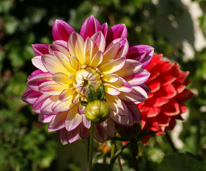 Neue Dahliensorte in meinem Garten