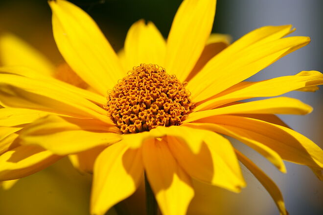 Farbenprächtige Blüte