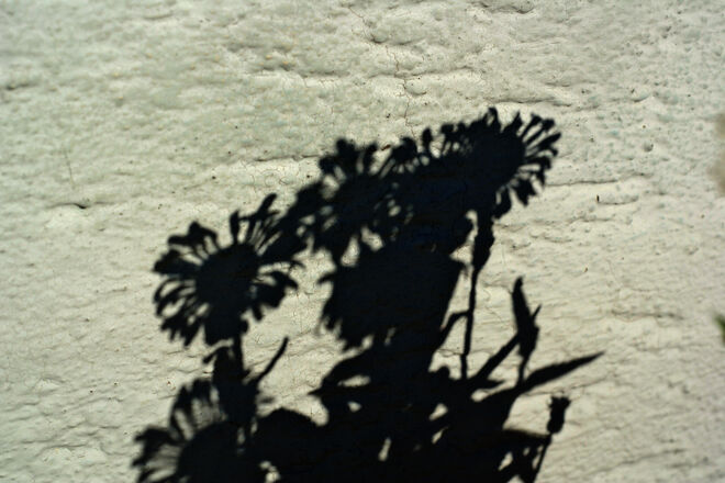 Schatten vom Margeritenstock