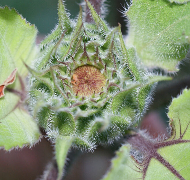 Sonnenblumenknospe