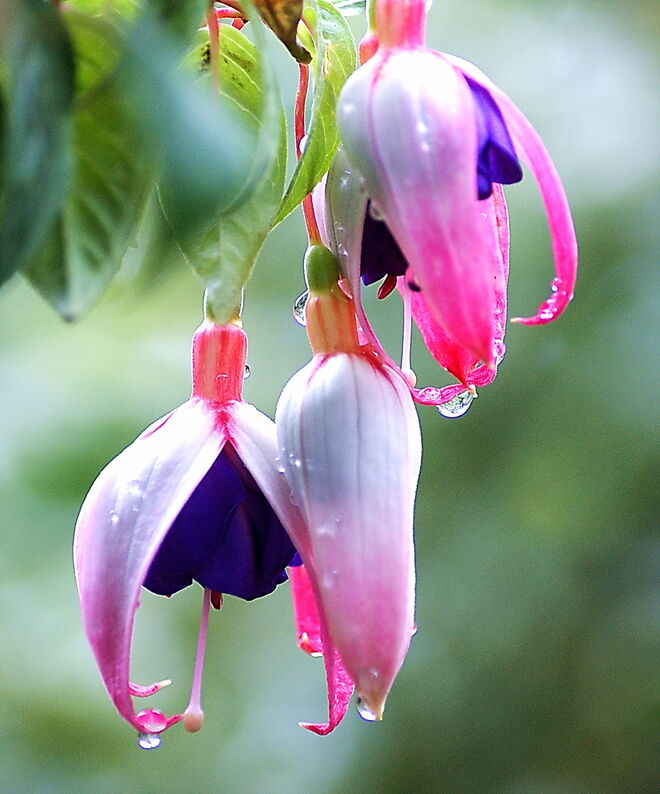 Fuchsien vom eigenen Garten