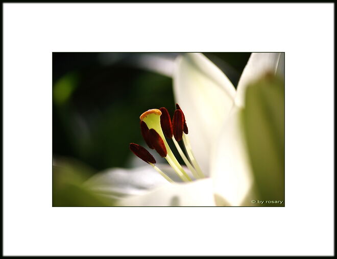 Meine Lilien im Garten