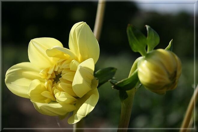 Dahlien in gelb...