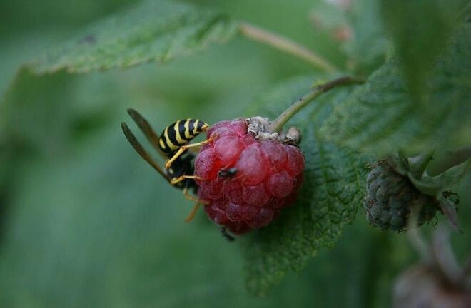 Kopfüber auf der Himbeere...