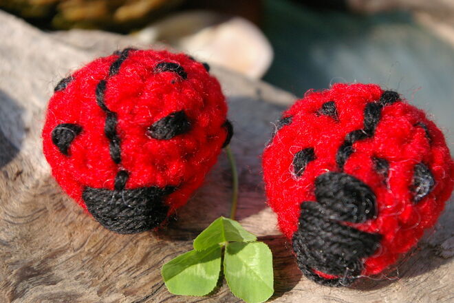 Marienkäferplage jetzt auch bei uns