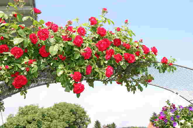 Der Rosenbogen